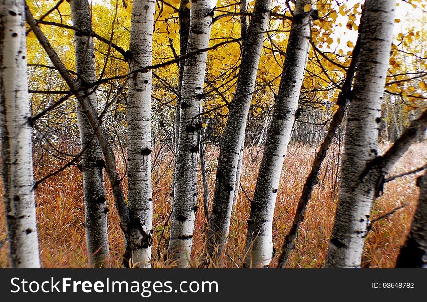 Aspens are a type of poplar tree with leaves that move with the slightest wind. The two main species are both called &#x27;trembling aspens&#x27; or &#x27;quaking aspens&#x27; on account of their leaves. Aspens are a type of poplar tree with leaves that move with the slightest wind. The two main species are both called &#x27;trembling aspens&#x27; or &#x27;quaking aspens&#x27; on account of their leaves.