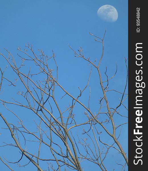 Sky, Nature, Moon, Azure, Branch, Twig