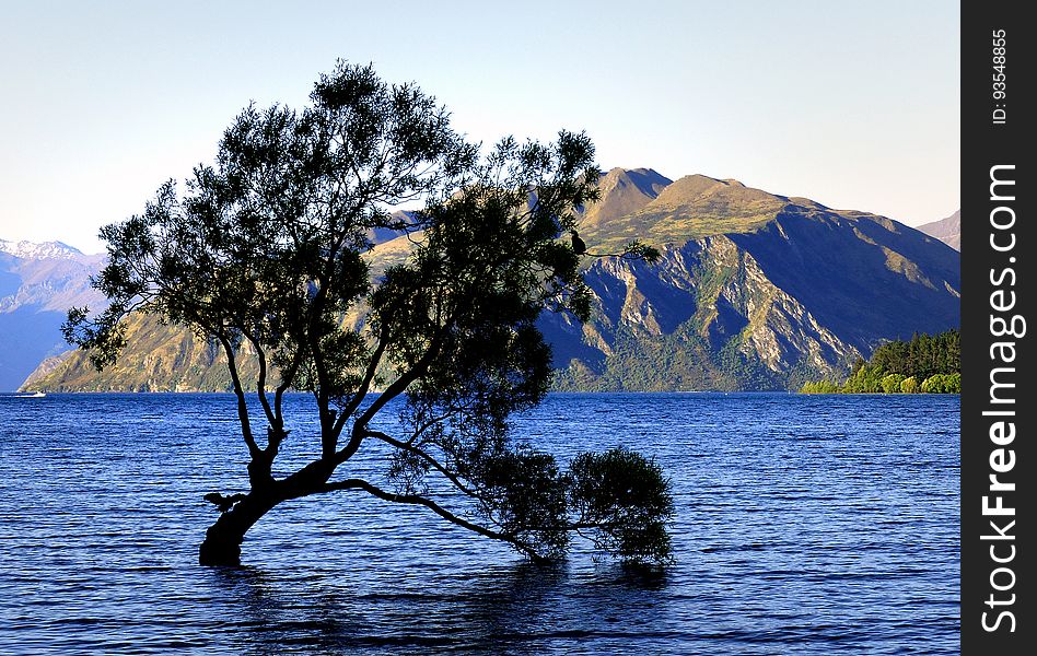 Lake Wanaka is location at the foot of the Southern Alps of NZ Sth Island with the wilderness of Mt Aspiring National Park nearby. Roys Bay is at the southern end of Lake Wanaka. Rooted firmly into the earth near the shore of Roys Bay is a lone tree. On high tide its base is submerged. How it got there I don&#x27;t know. Was it a seed dropped by a bird many years ago, maybe. One thing&#x27;s for sure, it&#x27;s a very popular tree with photographers, painters and sightseers. A famous land mark to the area. Lake Wanaka is location at the foot of the Southern Alps of NZ Sth Island with the wilderness of Mt Aspiring National Park nearby. Roys Bay is at the southern end of Lake Wanaka. Rooted firmly into the earth near the shore of Roys Bay is a lone tree. On high tide its base is submerged. How it got there I don&#x27;t know. Was it a seed dropped by a bird many years ago, maybe. One thing&#x27;s for sure, it&#x27;s a very popular tree with photographers, painters and sightseers. A famous land mark to the area.