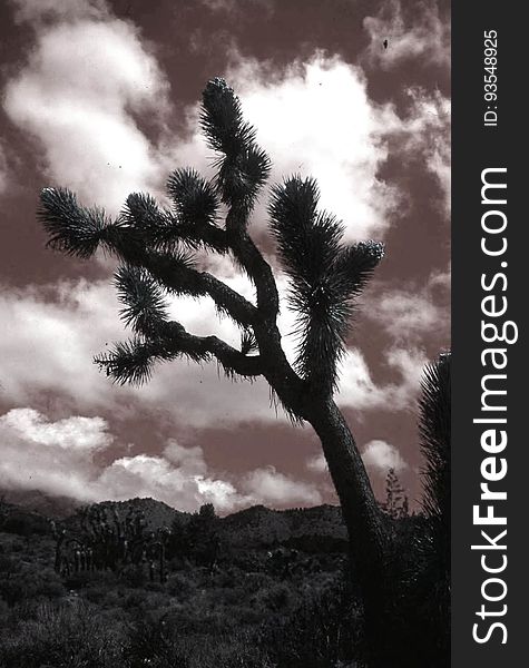 Joshua Tree Sky, California Classic Desert Nature