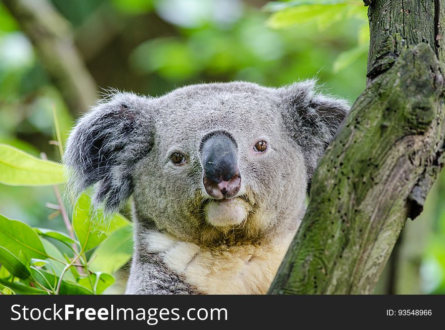 Koala