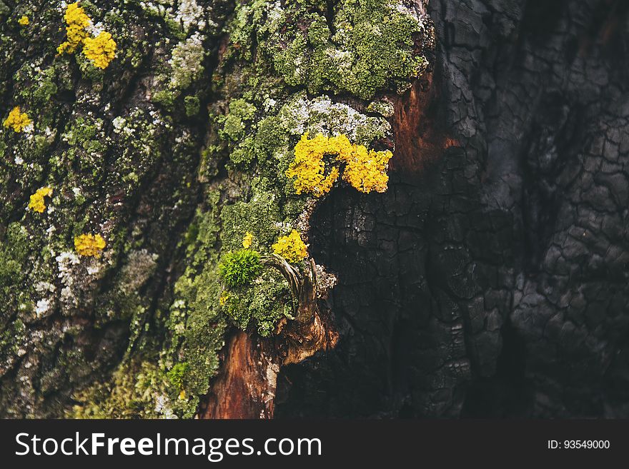 Burnt Tree