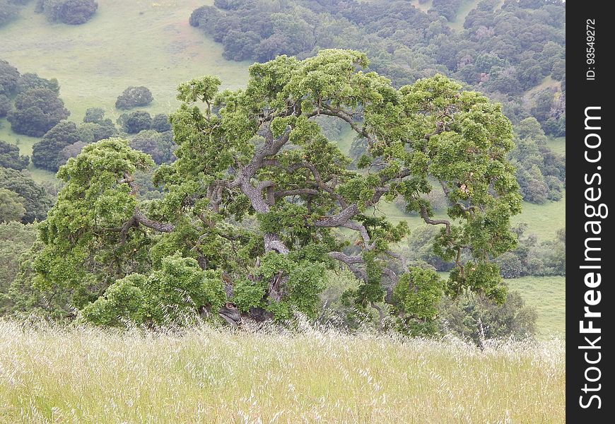 Plant, Plant Community, Natural Landscape, Tree