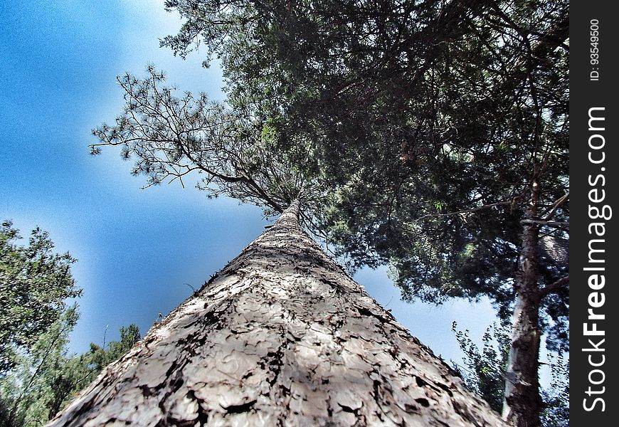 Pine in the sky
