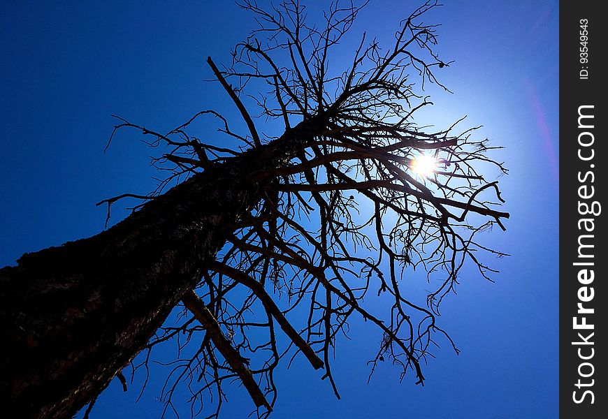 Towering silhouette of a dead ponderosa pine, in the Granite Dells area of Payson, AZ. Towering silhouette of a dead ponderosa pine, in the Granite Dells area of Payson, AZ