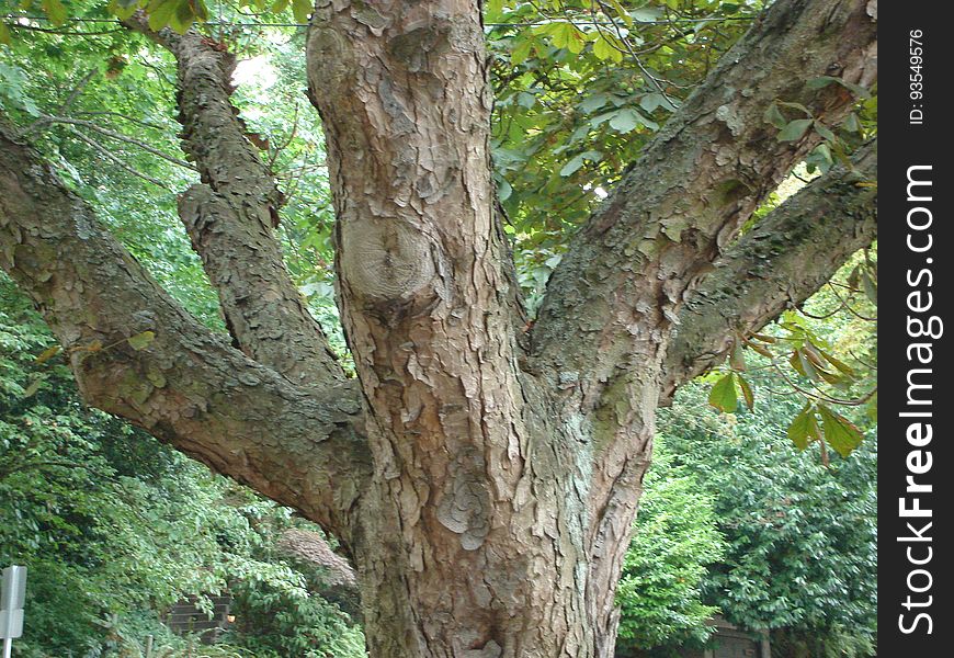 Tree, Trunk, Terrestrial plant, Deciduous, Twig, Wood