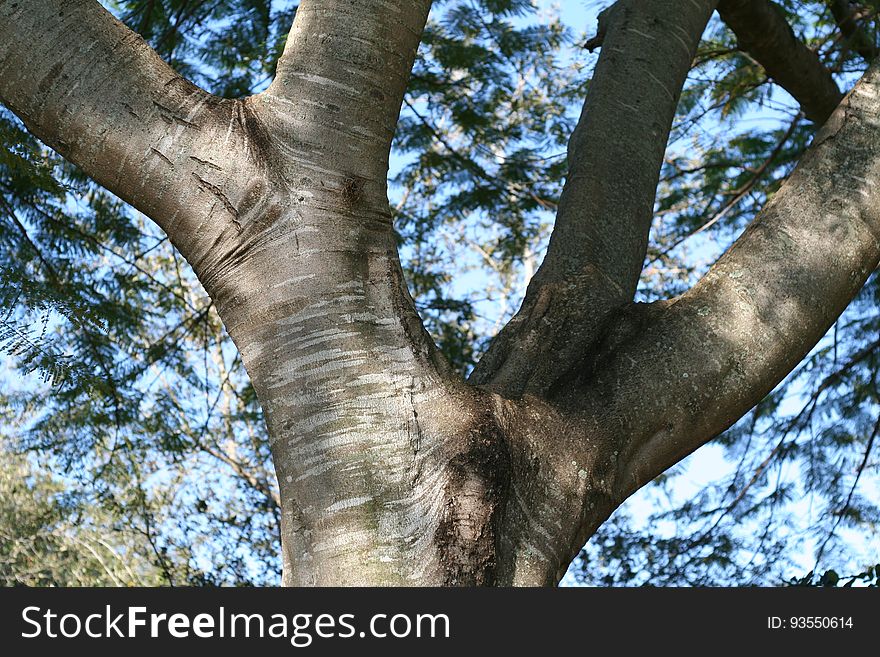 trunk branch