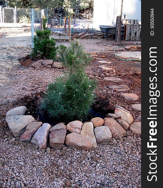 With warm weather, it was optimum time for some winter planting. Tree number 1, foreground, was my Christmas tree, and number 2 was purchase last week to match. These are Austrian Black Pines, which are supposed to be resistant to bark beetle damage. I had to re-route my rock path &#x28;on right&#x29;, and I set up some new drainage channels to feed the new trees.