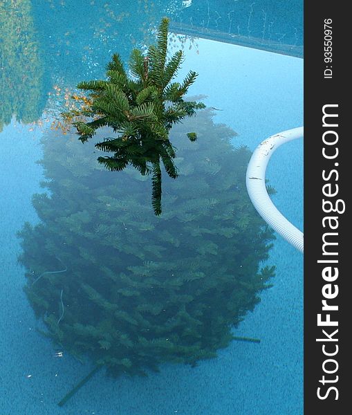 Hmmm, did some aerial agent drop this Christmas tree in our yard? Good shot! It landed in the pool! At least someone got to use the pool this year. Okay, actually we put the tree in here. On the advice of 2 different friends, it is suggested a good day&#x27;s soak in the pool will help the tree last longer in the Arizona dry climate. &quot;Hey! No rough housing in the deep end!&quot;. Hmmm, did some aerial agent drop this Christmas tree in our yard? Good shot! It landed in the pool! At least someone got to use the pool this year. Okay, actually we put the tree in here. On the advice of 2 different friends, it is suggested a good day&#x27;s soak in the pool will help the tree last longer in the Arizona dry climate. &quot;Hey! No rough housing in the deep end!&quot;