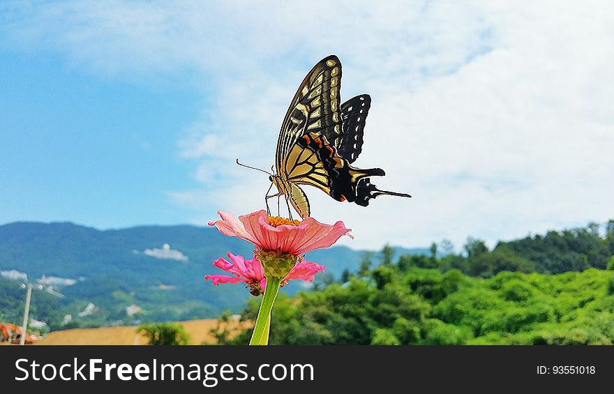 swallowtail butterfly　호랑나비　アゲハ蝶 Seorak 2017 on flickr. swallowtail butterfly　호랑나비　アゲハ蝶 Seorak 2017 on flickr
