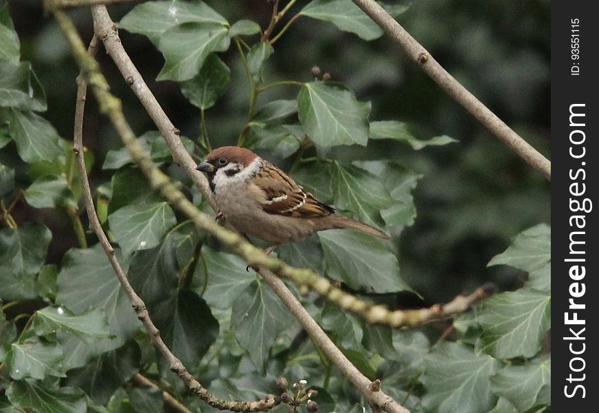 Probably my best shot yet of a Passer montanus. I don&#x27;t see them very often and this one was on its own today. Seen here waiting to get on to the feeding stations down the side road to Brook Farm at Elton Hall Flash. 14/02/2017 Sandbach Flashes SSSI, Cheshire. Probably my best shot yet of a Passer montanus. I don&#x27;t see them very often and this one was on its own today. Seen here waiting to get on to the feeding stations down the side road to Brook Farm at Elton Hall Flash. 14/02/2017 Sandbach Flashes SSSI, Cheshire