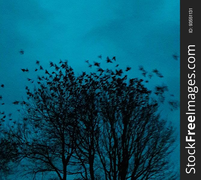 The Manx word for twilight means &quot;partaking of light &amp; darkness.&quot; Coleayrtys This picture of rooks at dusk disappearing into the trees near our office at St. John&#x27;s makes us think of it... Culture Vannin exists to promote and support all aspects of culture in the Isle of Man. www.culturevannin.im www.facebook.com/culturevannin www.twitter.com/CultureVannin. The Manx word for twilight means &quot;partaking of light &amp; darkness.&quot; Coleayrtys This picture of rooks at dusk disappearing into the trees near our office at St. John&#x27;s makes us think of it... Culture Vannin exists to promote and support all aspects of culture in the Isle of Man. www.culturevannin.im www.facebook.com/culturevannin www.twitter.com/CultureVannin