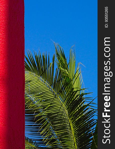 Palm Tree Red, Blue Grenn