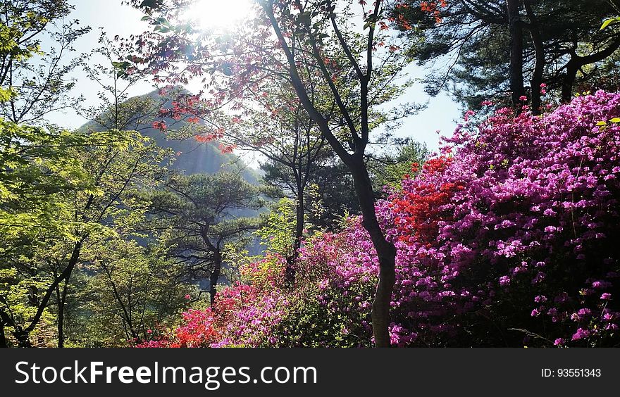 azaleaã€€ì² ì­‰ã€€ãƒ„ãƒ„ã‚¸ View from the ì²œì£¼ì²­í‰ìˆ˜ë ¨ì› å¤©å®™æ¸…å¹³ä¿®éŒ¬è‹‘ Cheongpyeong Heaven and Earth Training Center - - - - - - - - - - Seorak 2017 on flickr. azaleaã€€ì² ì­‰ã€€ãƒ„ãƒ„ã‚¸ View from the ì²œì£¼ì²­í‰ìˆ˜ë ¨ì› å¤©å®™æ¸…å¹³ä¿®éŒ¬è‹‘ Cheongpyeong Heaven and Earth Training Center - - - - - - - - - - Seorak 2017 on flickr