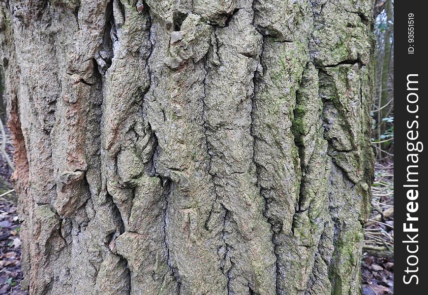 Oak Bark