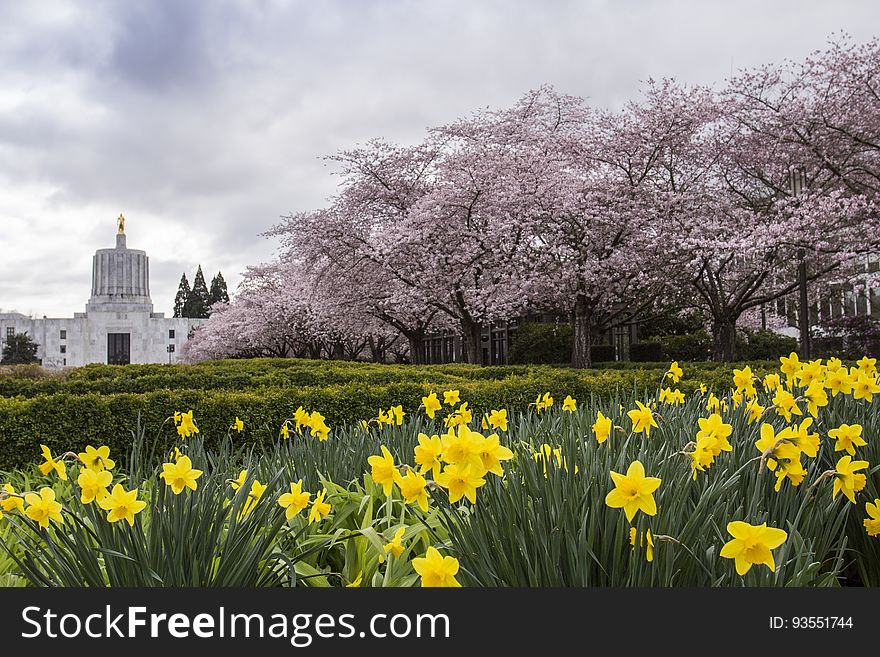 Cherry Blossoms And Daffodils, Salem Oregon