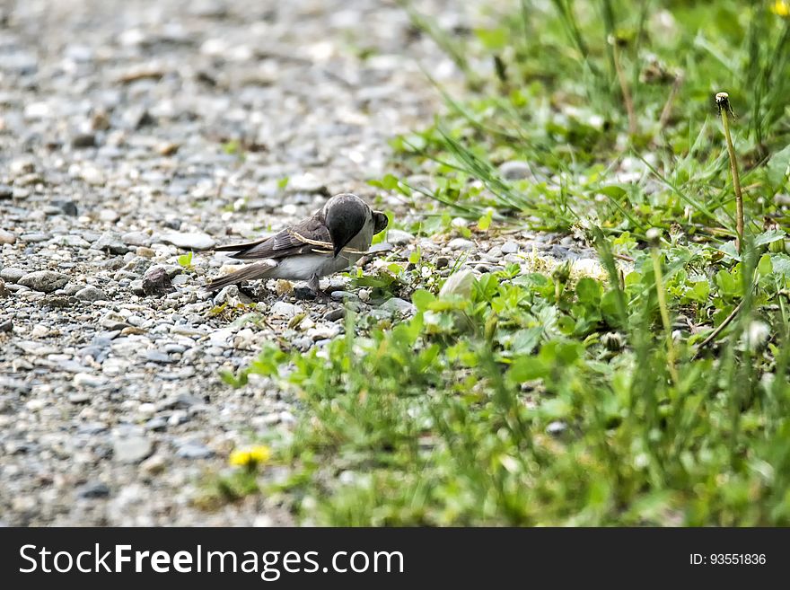 Oiseau &#x28;Hirondelle Bicolore&#x29; 201