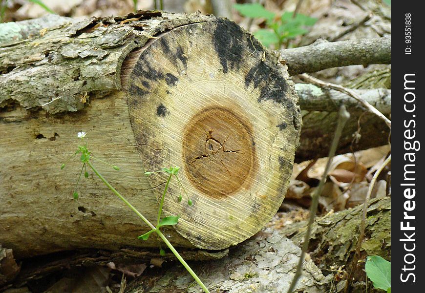 Boch Hollow State Nature Preserve