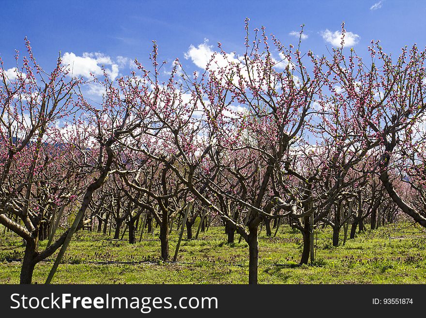 Pink blossoms on orchard trees. Pink blossoms on orchard trees