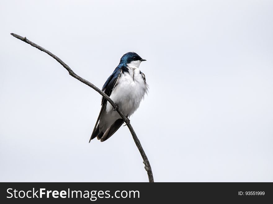 Oiseau &#x28;Hirondelle Bicolore&#x29; 171