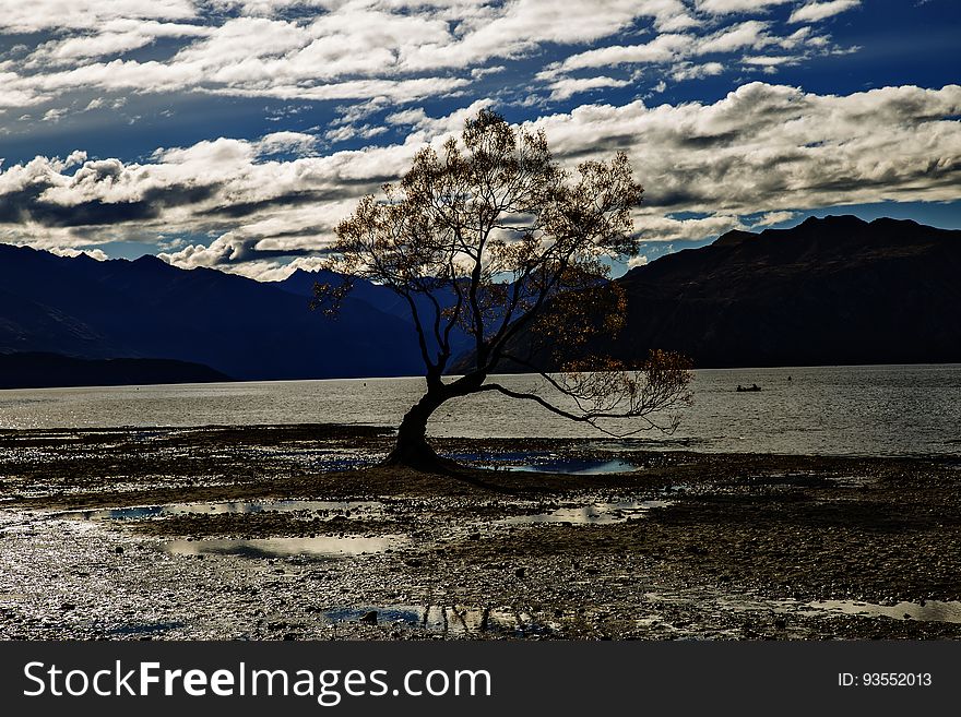 This tree on Lake Wanaka is normally surrounded by water, of course the day I visit the lake is low and the tree is surrounded by mud. This tree on Lake Wanaka is normally surrounded by water, of course the day I visit the lake is low and the tree is surrounded by mud.