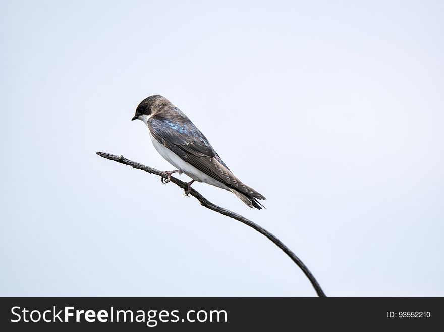 Oiseau &#x28;Hirondelle Bicolore&#x29; 188