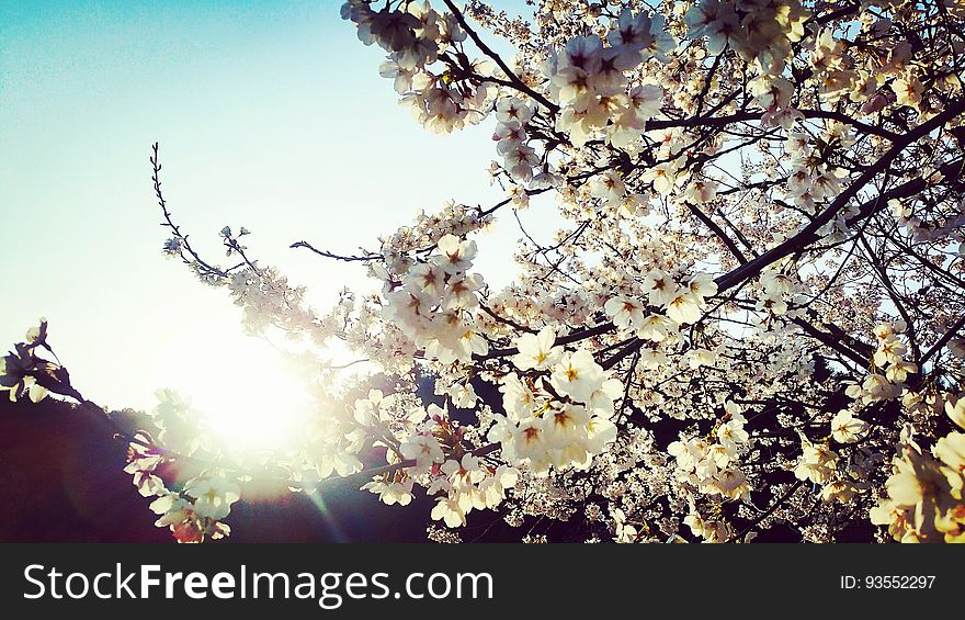 Cherry Blossomsã€€ë²šê½ƒã€€æ¡œ Seorak 2016 on flickr. Cherry Blossomsã€€ë²šê½ƒã€€æ¡œ Seorak 2016 on flickr