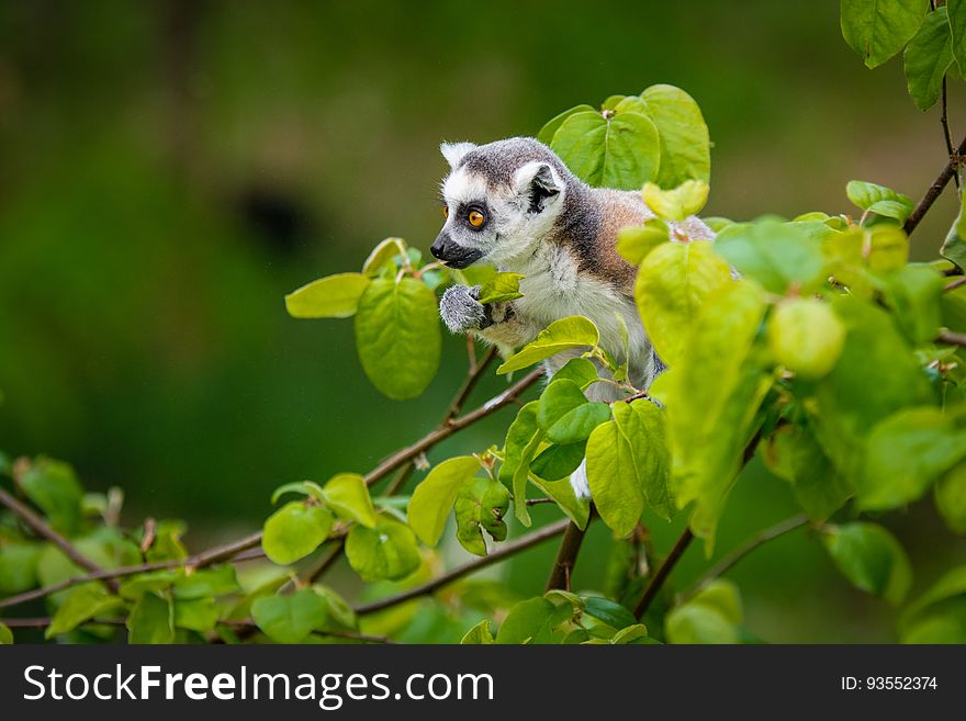 A very young ring-tailed lemur at Apenheul in the Netherlands. A very young ring-tailed lemur at Apenheul in the Netherlands.