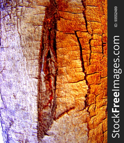 mes filles m&#x27;ont dit que cet arbre Ã©tait mort, qu&#x27;il avait mÃªme Ã©tÃ© coupÃ©... Photo numÃ©rique, 2004. ...mes filles m&#x27;ont dit que cet arbre Ã©tait mort, qu&#x27;il avait mÃªme Ã©tÃ© coupÃ©... Photo numÃ©rique, 2004