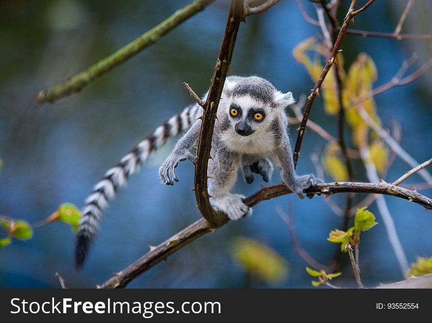 Ring-Tailed Lemur Baby