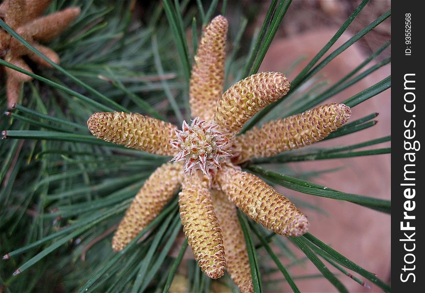 Like the fleshy future pine cones I photographed from a Ponderosa Pine I noticed that the Austrian Black Pines are also sporting these. The look kind of like a star fish... hanging on a tree in Arizona!. Like the fleshy future pine cones I photographed from a Ponderosa Pine I noticed that the Austrian Black Pines are also sporting these. The look kind of like a star fish... hanging on a tree in Arizona!