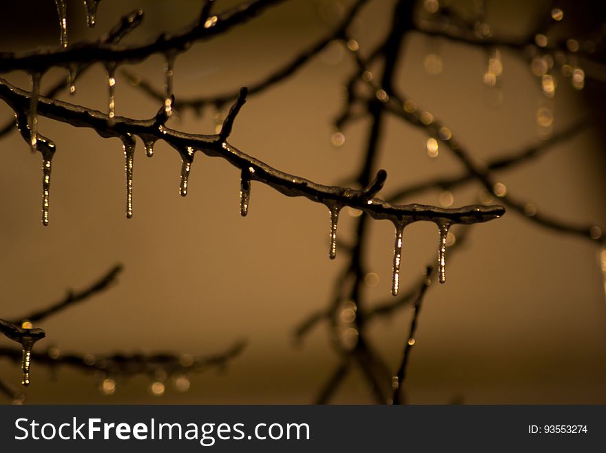 Tree Branch Frozen On Winter Night