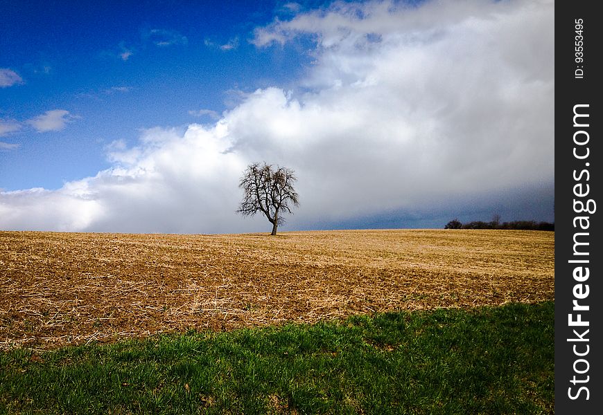 Tree On An Acre