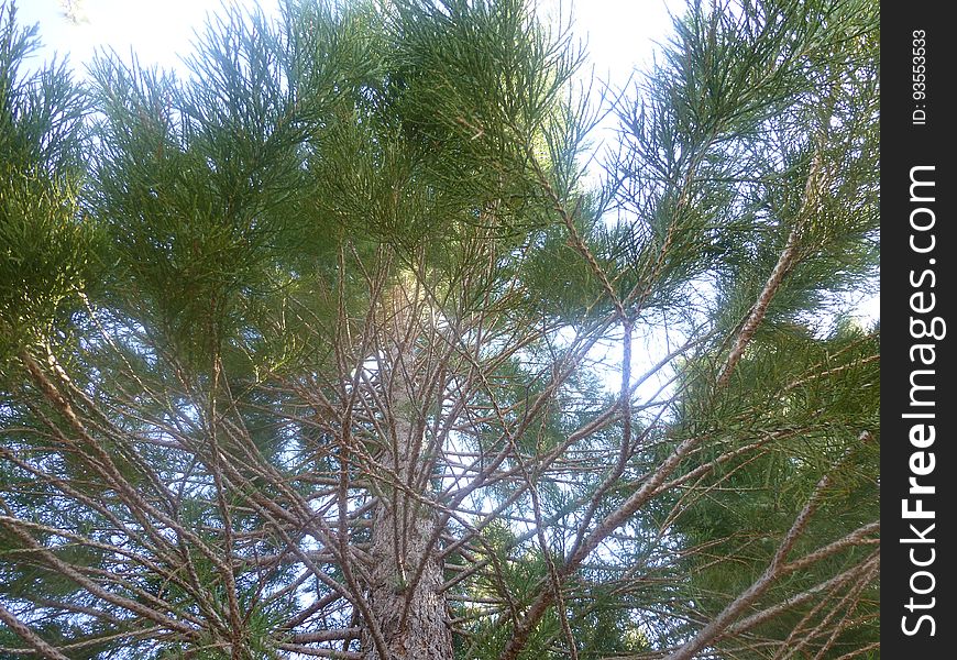 Sky, Twig, Natural Material, Terrestrial Plant