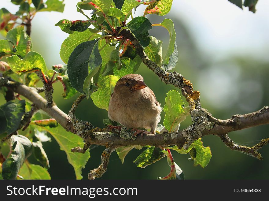 Brown Bird on Tree Branch during Daytime