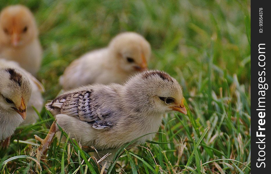 Brown Chick