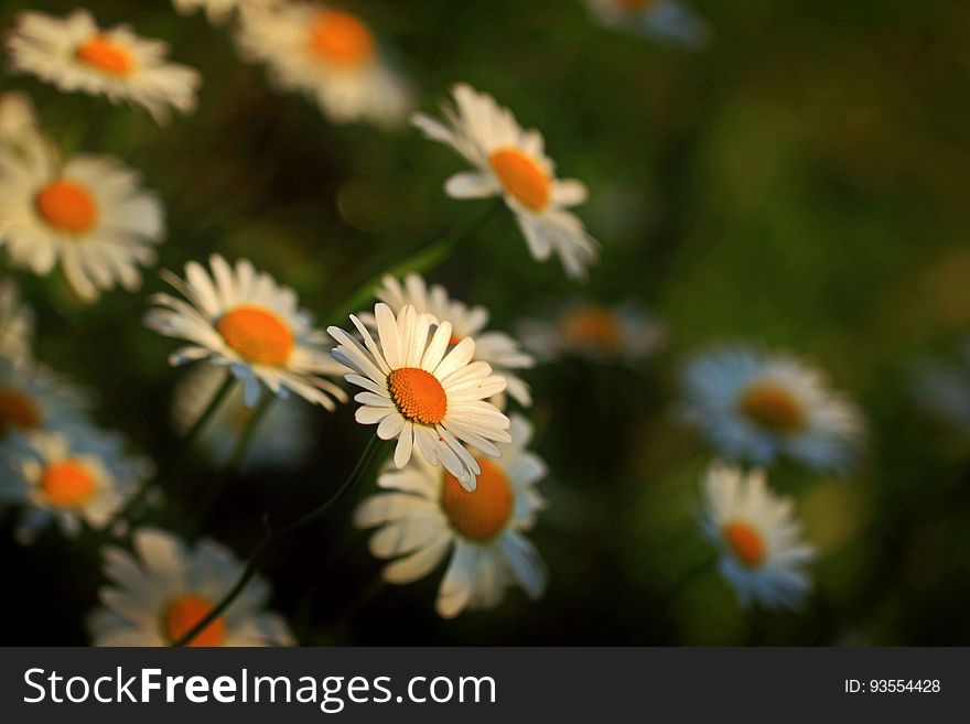 Close Up Photography of Daisies
