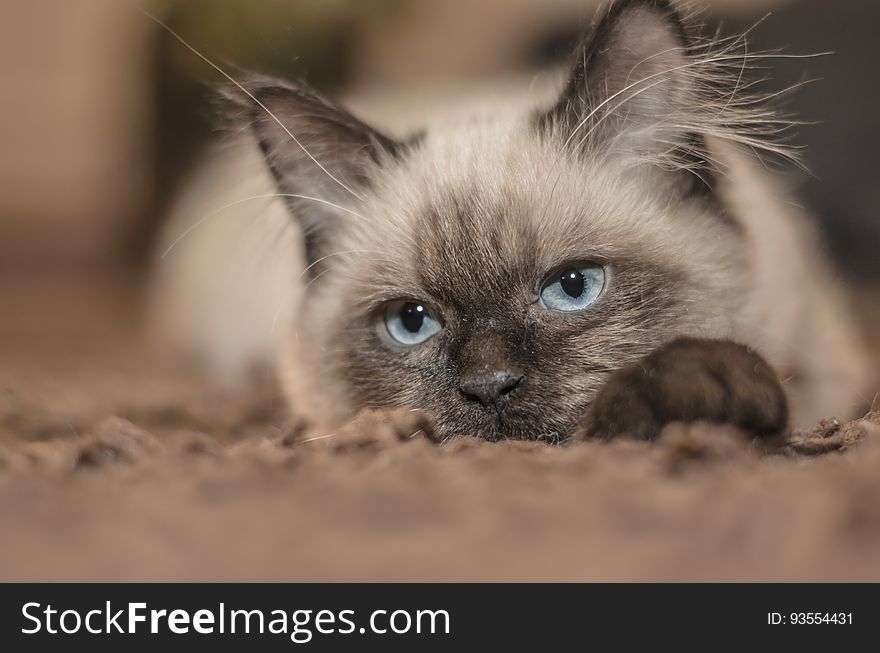 Focus Photography of Siamese Cat