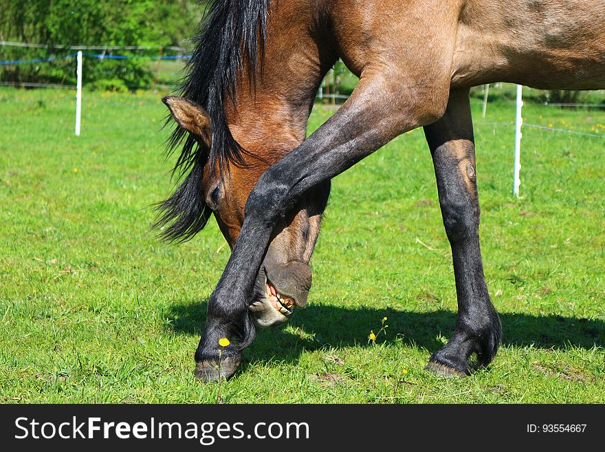 Brown and Black Horse on Green Grass Field