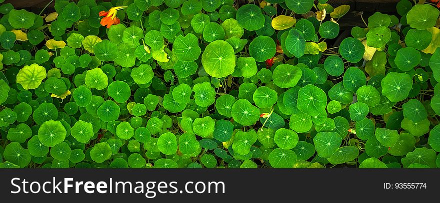 Green Leafed Plants