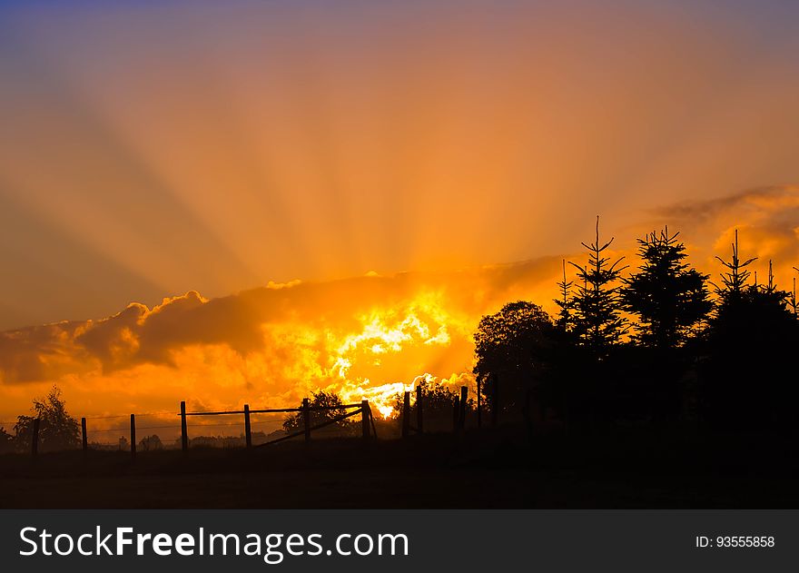 Silhouette Photography of Tree during Sunset