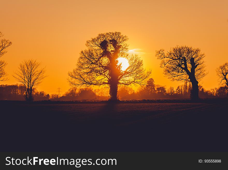 Trees during Sunset