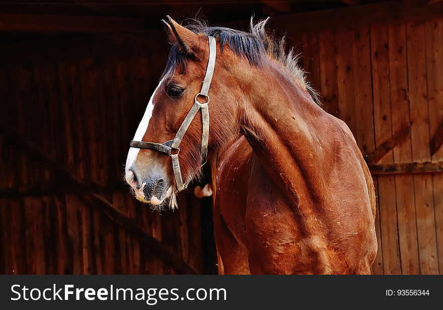 A beautiful chestnut coloured horse standing in front of a barn. A beautiful chestnut coloured horse standing in front of a barn.