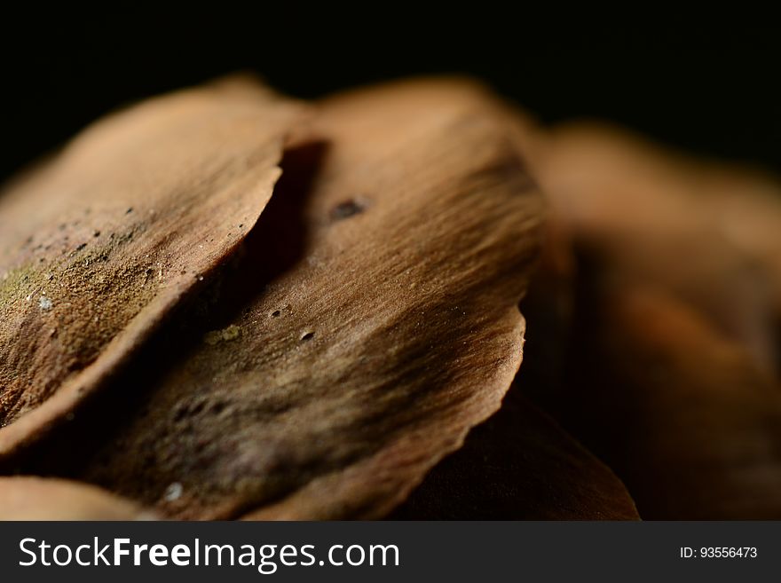 A macro shot of a conifer cone.