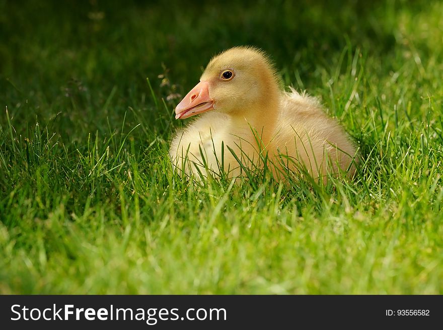 A close up of a duckling in the grass. A close up of a duckling in the grass.
