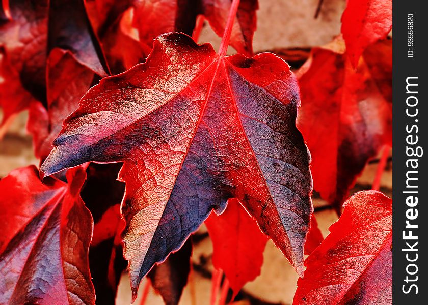 A close up of autumn leaf background. A close up of autumn leaf background.