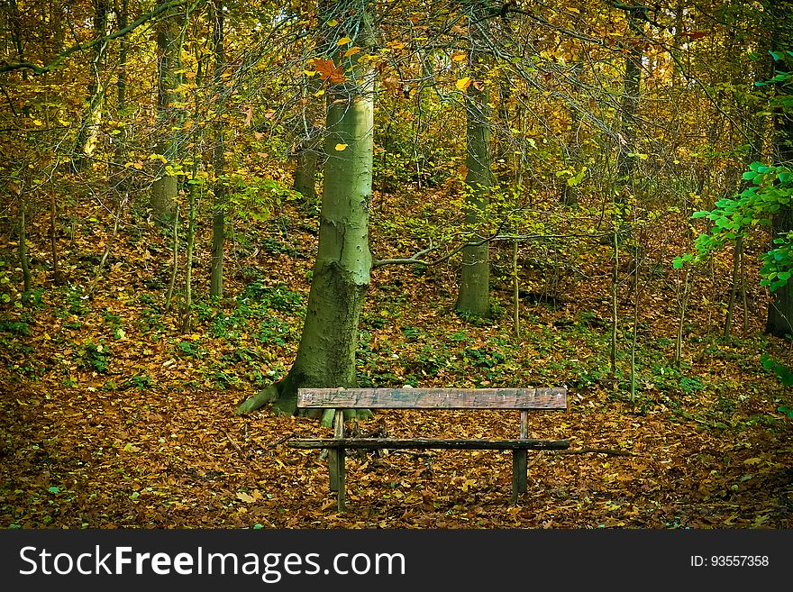 Bench In Park During Autumn