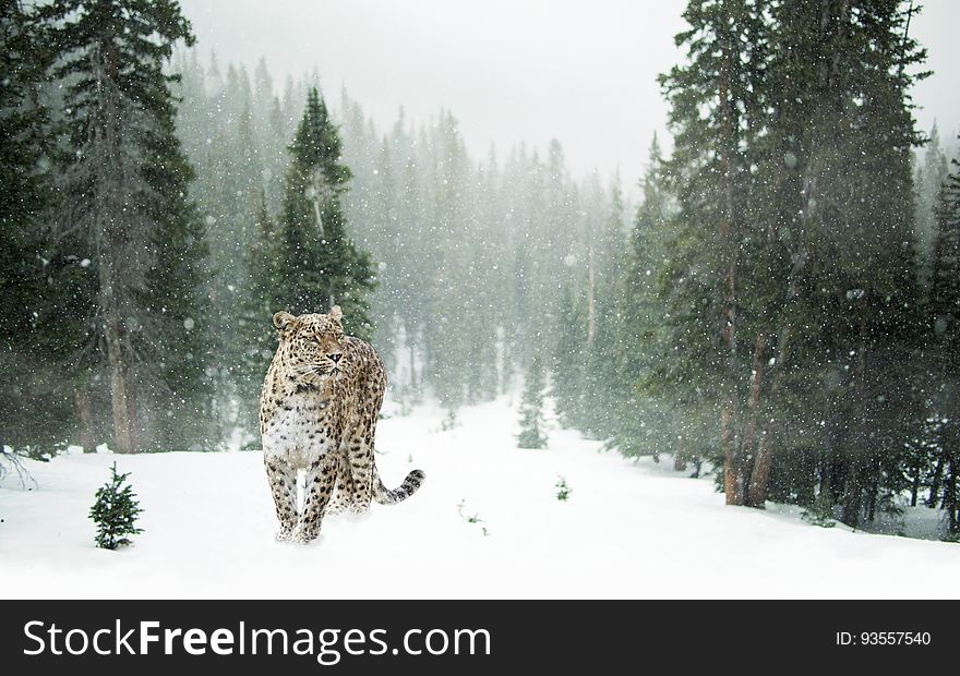 A leopard standing in the snow in a forest. A leopard standing in the snow in a forest.