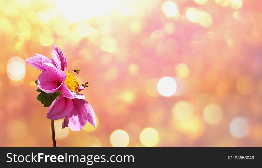 Bees on a flower in garden with blurred background. Bees on a flower in garden with blurred background.