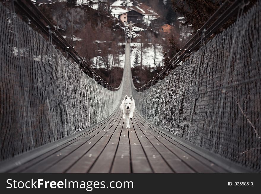 Dog Running On Bridge